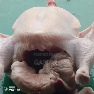 Nice Big Chicken