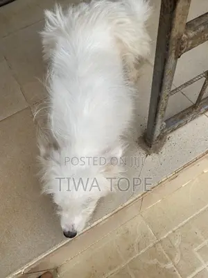 1+ year Male Purebred American Eskimo