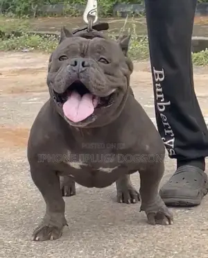 1+ year Male Purebred American Bully