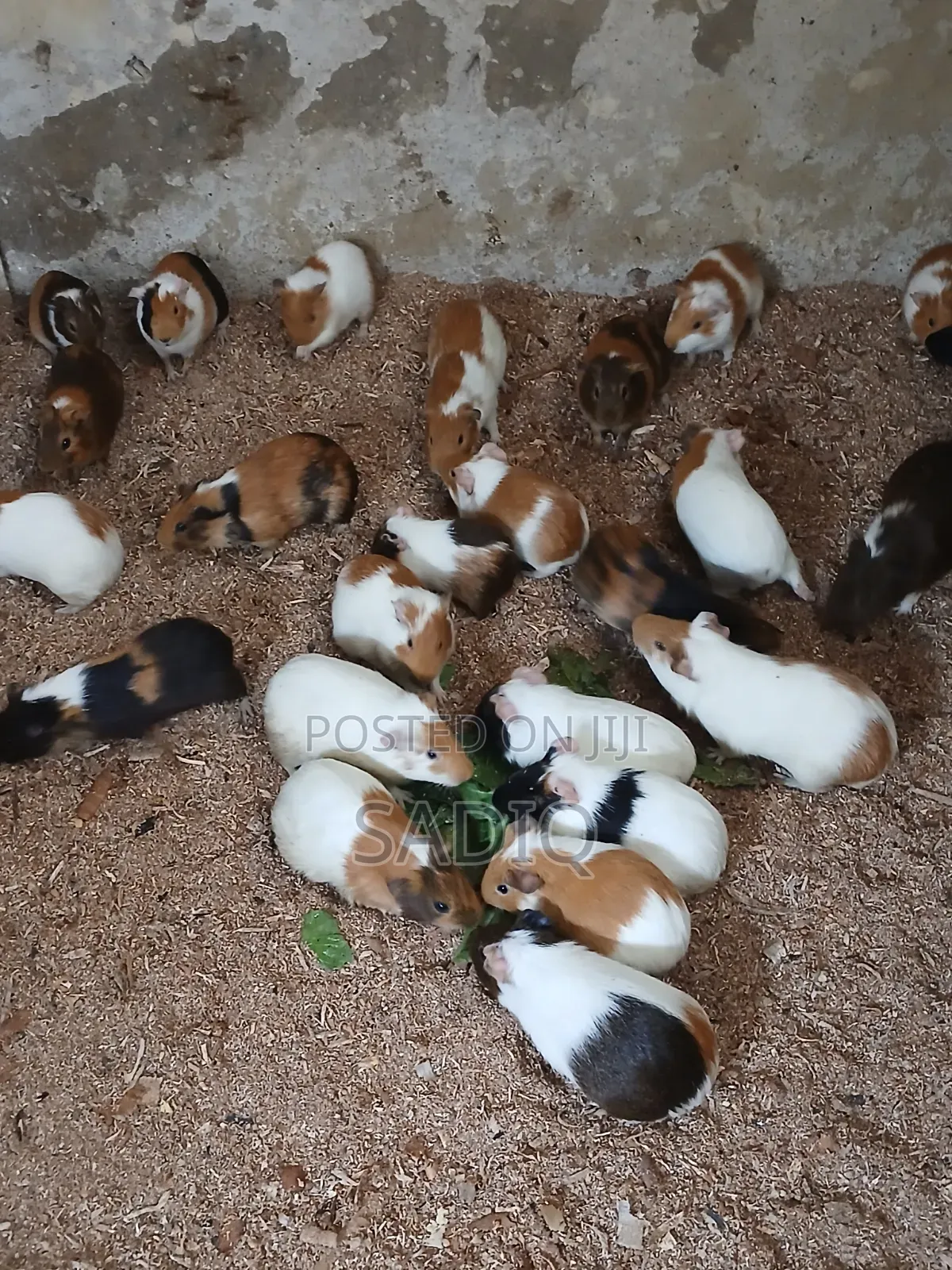 Guinea Pigs
