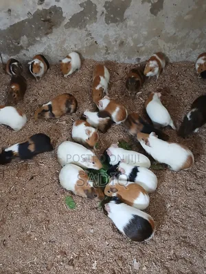 Guinea Pigs