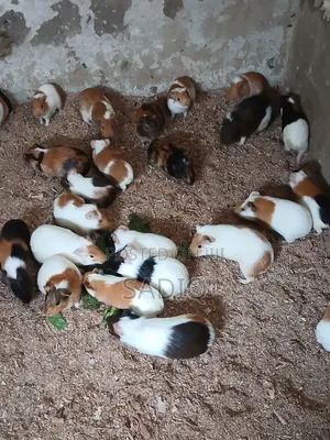 Guinea Pigs