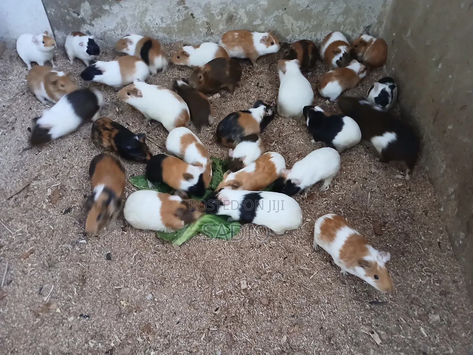 Guinea Pigs