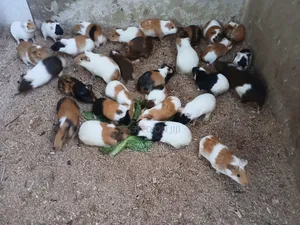 Guinea Pigs