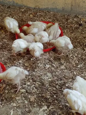 4 Weeks Broiler