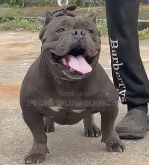 1+ year Male Purebred American Bully