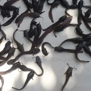 Catfish Fingerlings Clarias
