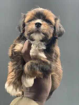 1-3 months Female Purebred Lhasa Apso