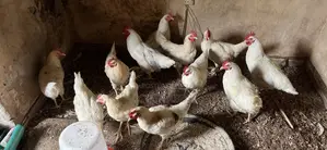 Cockrel (7 Months Old)
