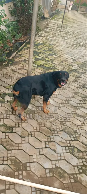 1+ year Male Purebred Rottweiler