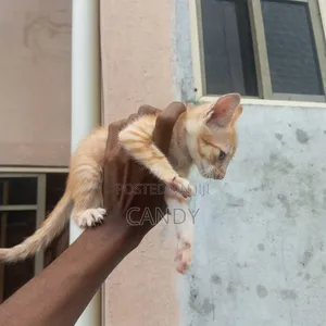 1-3 months Male Purebred American Shorthair