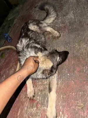 6-12 months Female Purebred Caucasian Shepherd