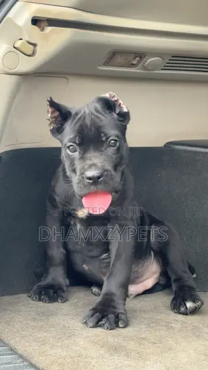 1-3 months Male Purebred Cane Corso