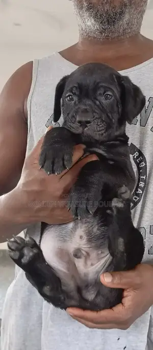 1-3 months Male Purebred Cane Corso