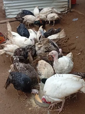 Local Turkeys