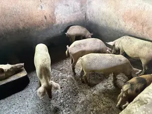 Pregnant Sows