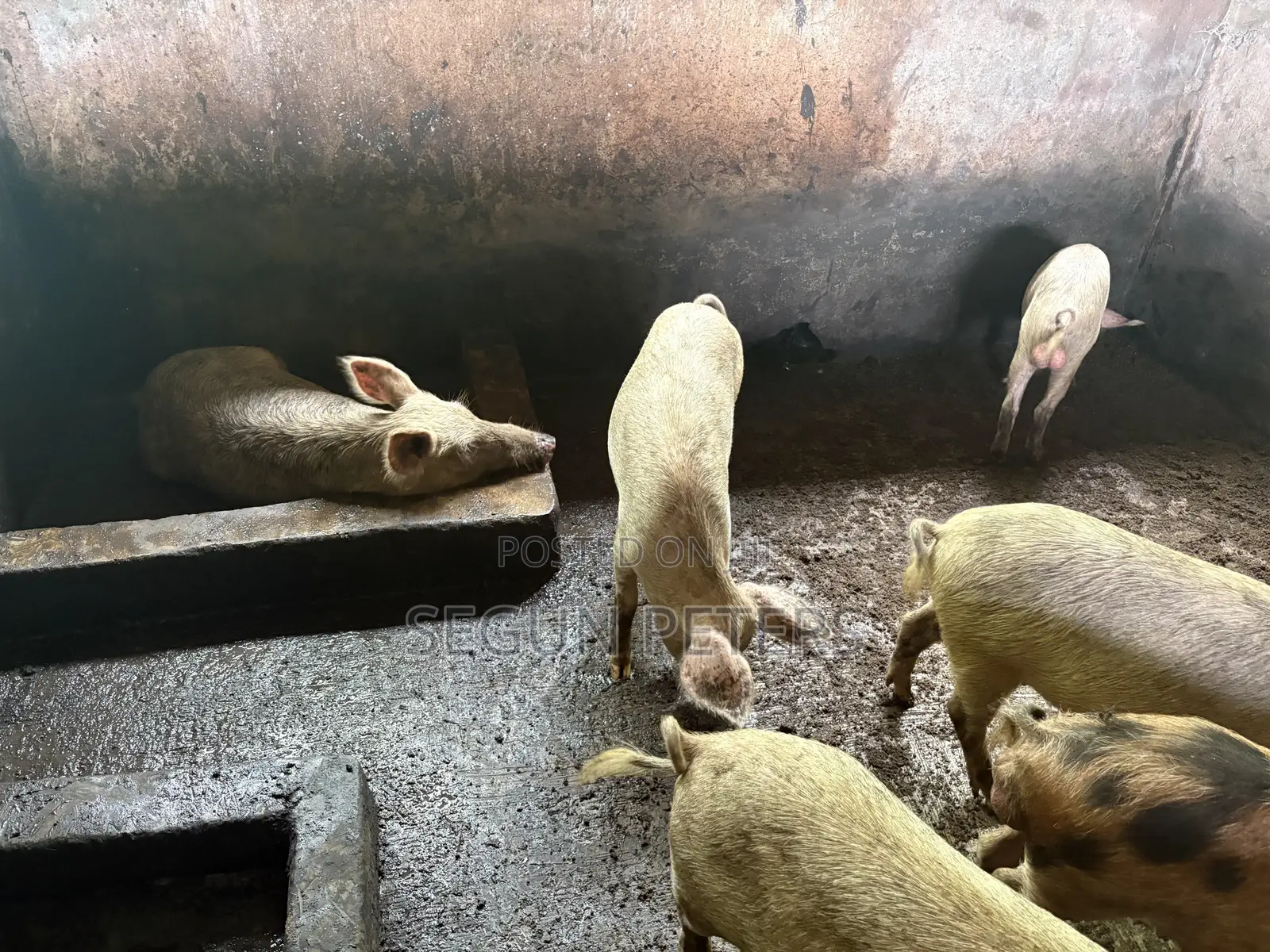 Pregnant Sows