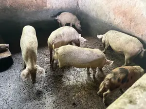 Pregnant Sows