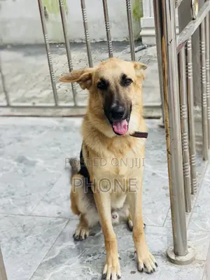 3-6 months Male Purebred German Shepherd