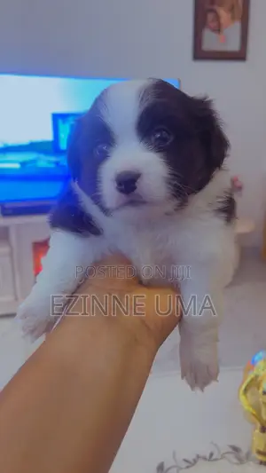 0-1 month Male Purebred Lhasa Apso