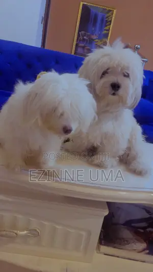 1+ year Female Purebred Lhasa Apso
