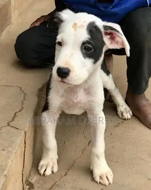 1-3 months Female Purebred American Pit Bull Terrier