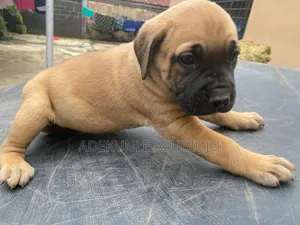 1-3 months Female Purebred Boerboel