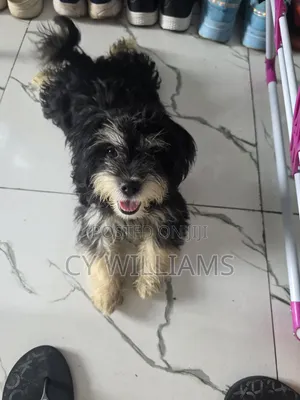 1-3 months Female Purebred Lhasa Apso