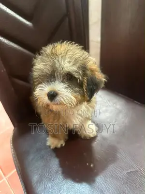 1-3 months Male Purebred Lhasa Apso