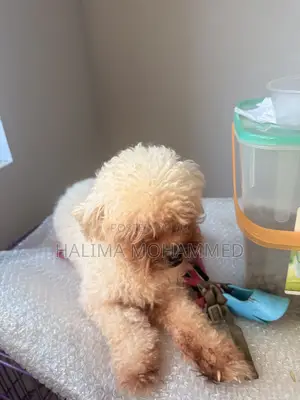 1+ year Female Purebred Lhasa Apso