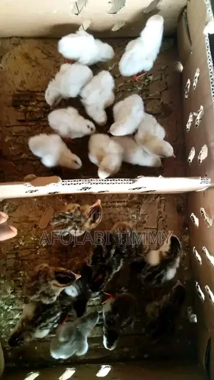 Day Old Chick