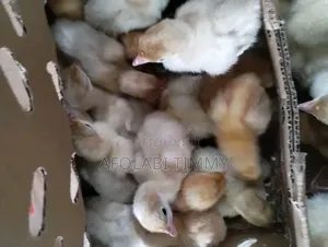 Day Old Chick