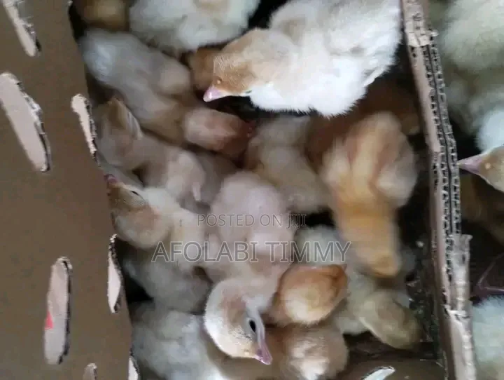 Day Old Chick