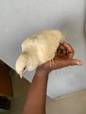White Pigeon