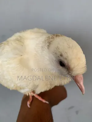 White Pigeon