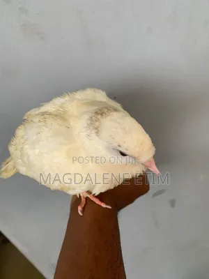 White Pigeon