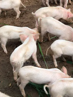 Pigs at Different Ages Prices From 40,000 Naira