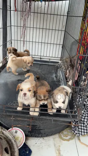 1-3 months Male Purebred Lhasa Apso