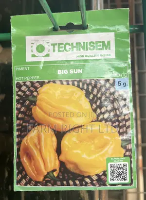 Pepper Seed Big Sun