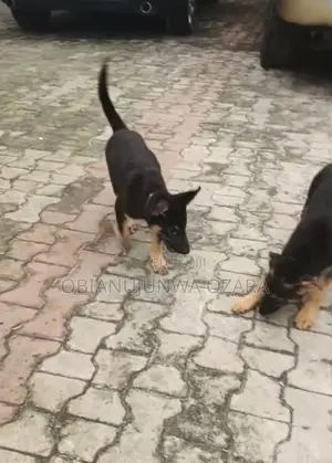 3-6 months Female Purebred German Shepherd