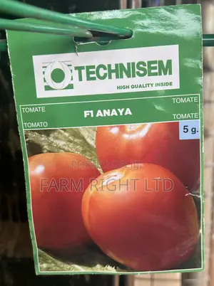 Hybrid Tomato Seed (Anaya F1)
