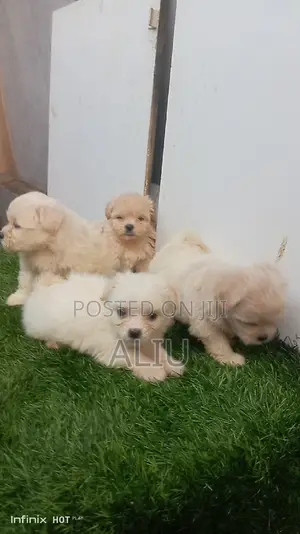1-3 months Female Purebred Lhasa Apso