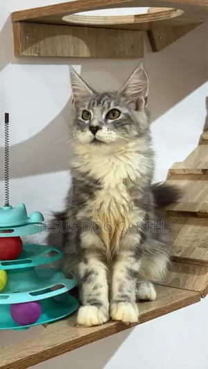 3-6 months Male Purebred Maine Coon