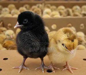 Day Old Noiler Chicken (Direct From Hatchery)
