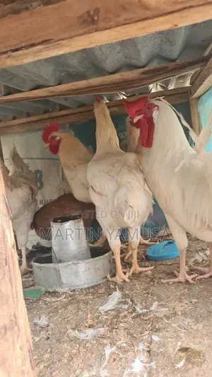 Cockrell ,Broilers and Local Turkeys
