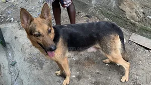 1+ year Female Purebred German Shepherd