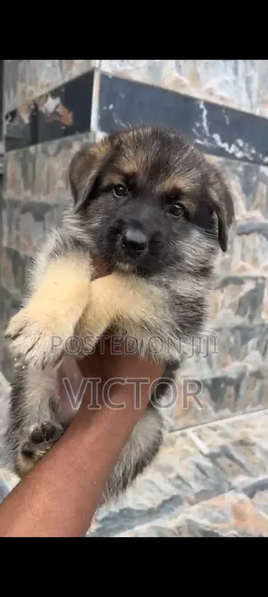 1-3 months Male Purebred German Shepherd