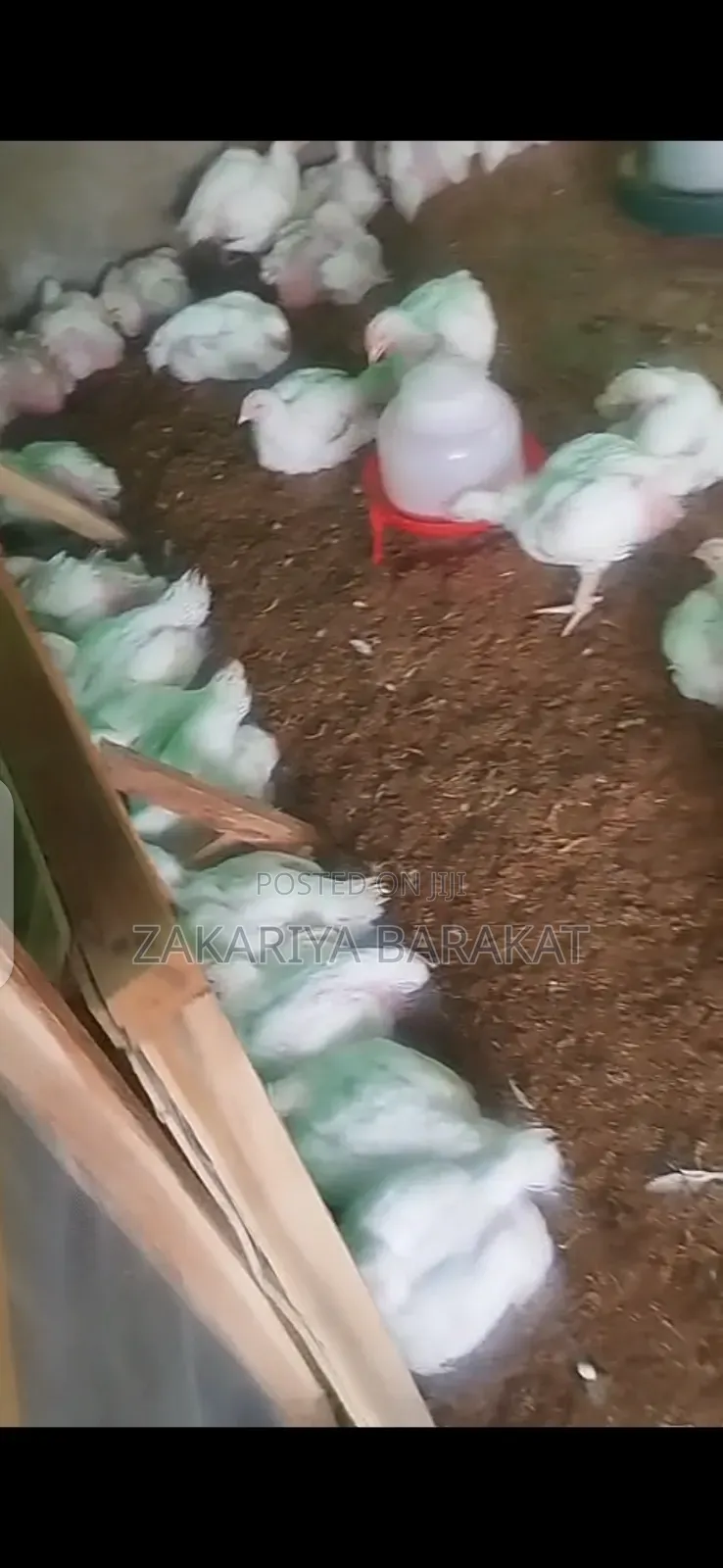 Live Broilers and Dressed as Well