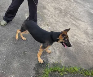 3-6 months Female Purebred German Shepherd