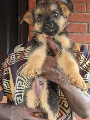 1-3 months Male Purebred German Shepherd